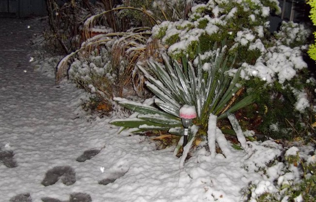 doris snow
