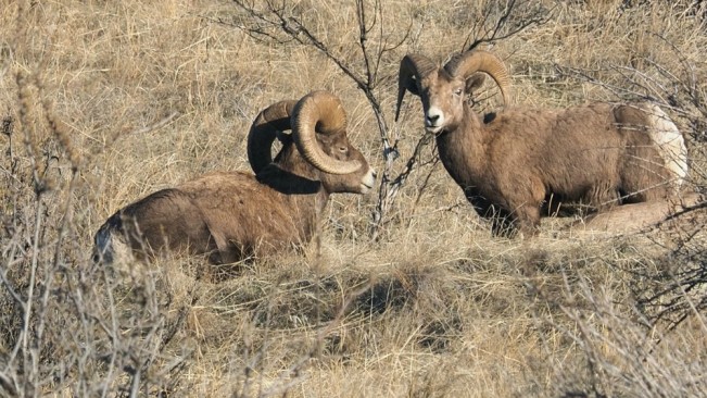 lou big horn22