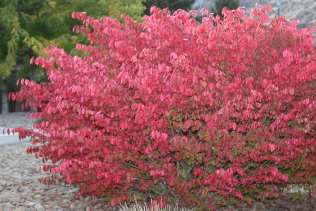 thanksgiving colour 1