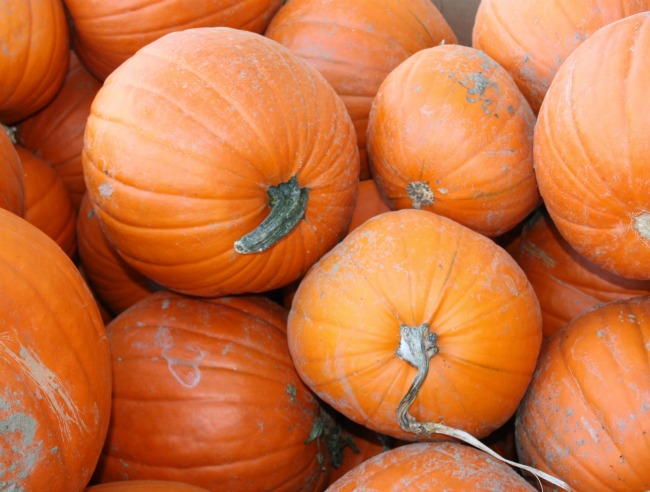 thanksgiving colour4