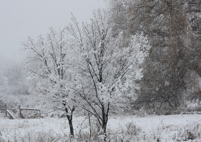 snowy22