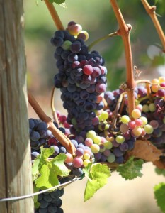 grapes22