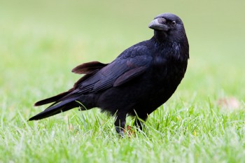 crow one