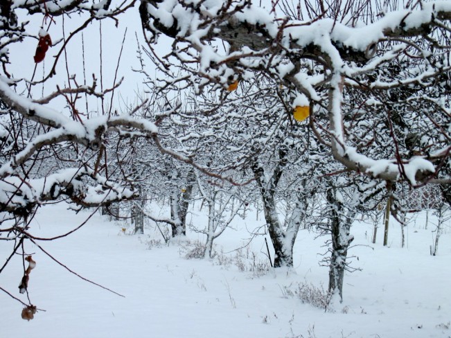 dyan goulet orchard22