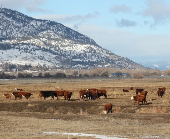home on the range22