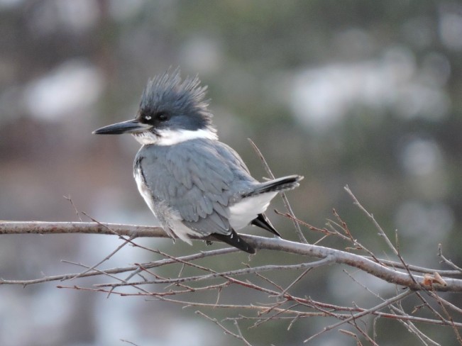 kingfisher22