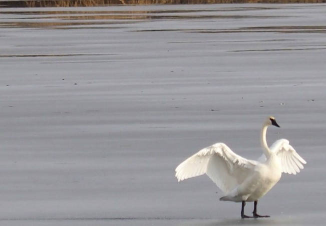 lou dobos22