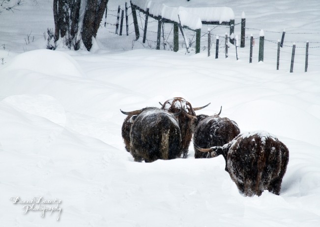 scottish highlands donna dean