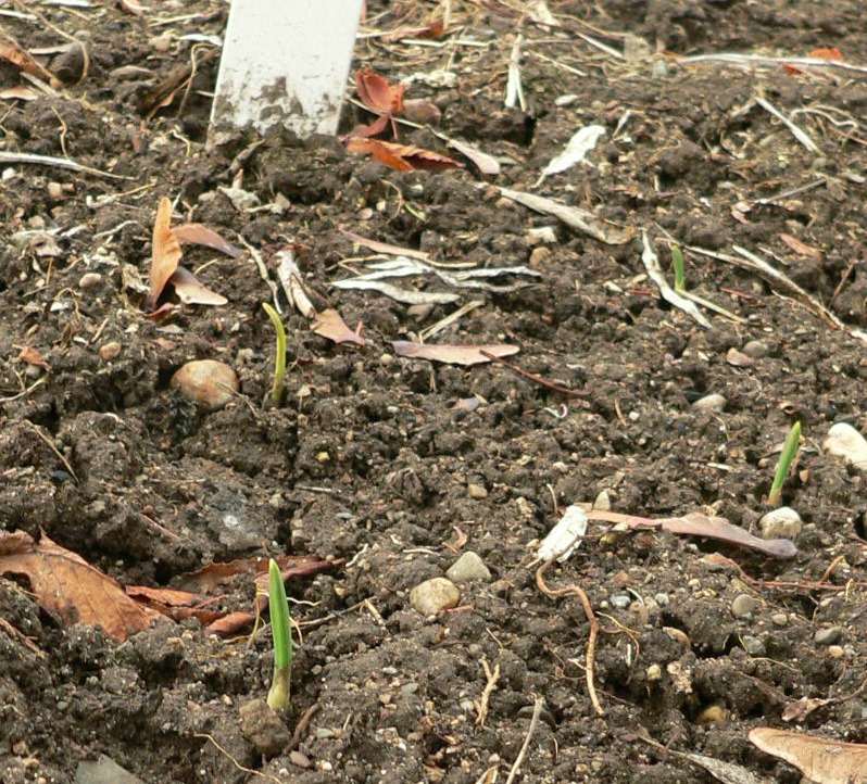 garlic rocky22