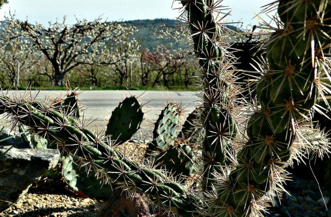cacti rocky