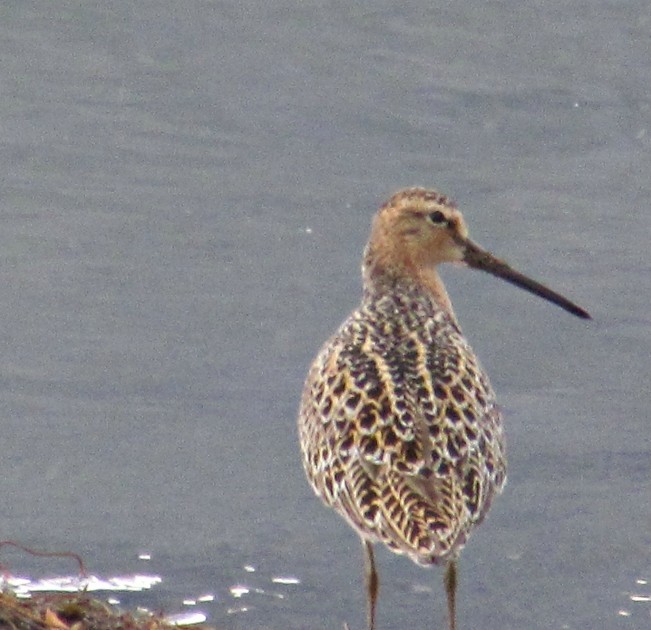 baby spotter sandpiper22