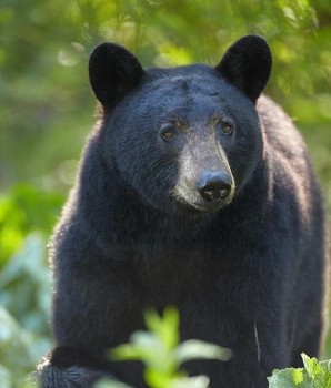 BC Government Black Bear