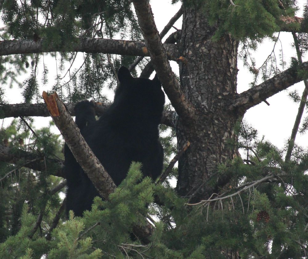 cub one22