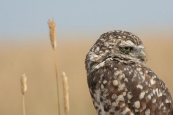 owl