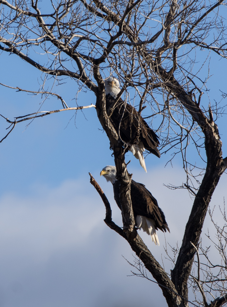 Bald Eagles (1 of 1)