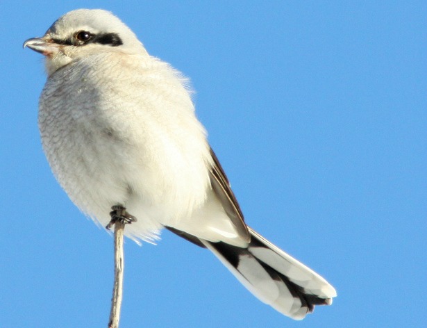 blue thor shrike