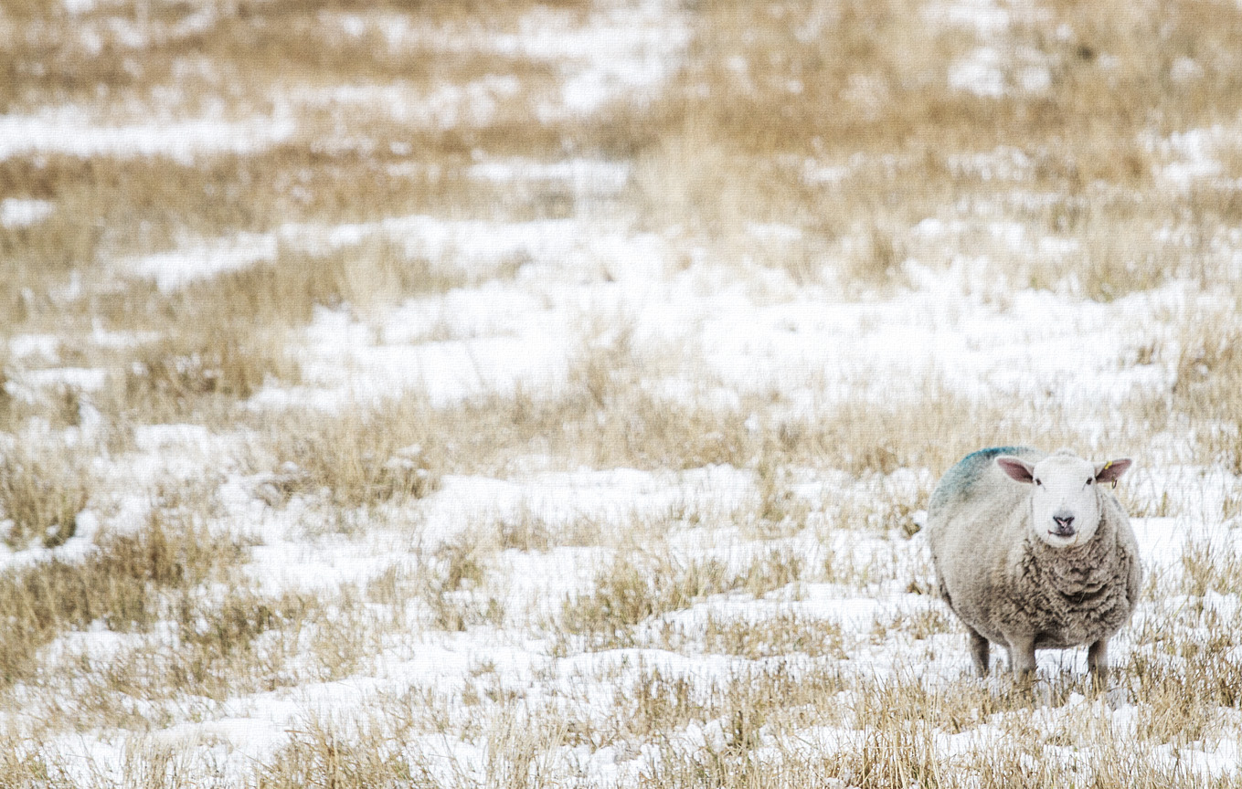 sheep_nov11-13 131 1a