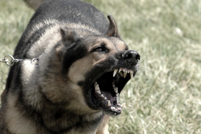vicious dog22