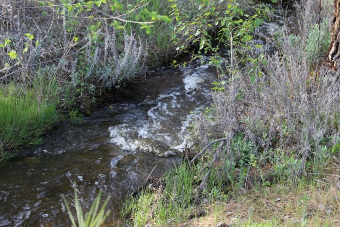 Wolfcub Creek