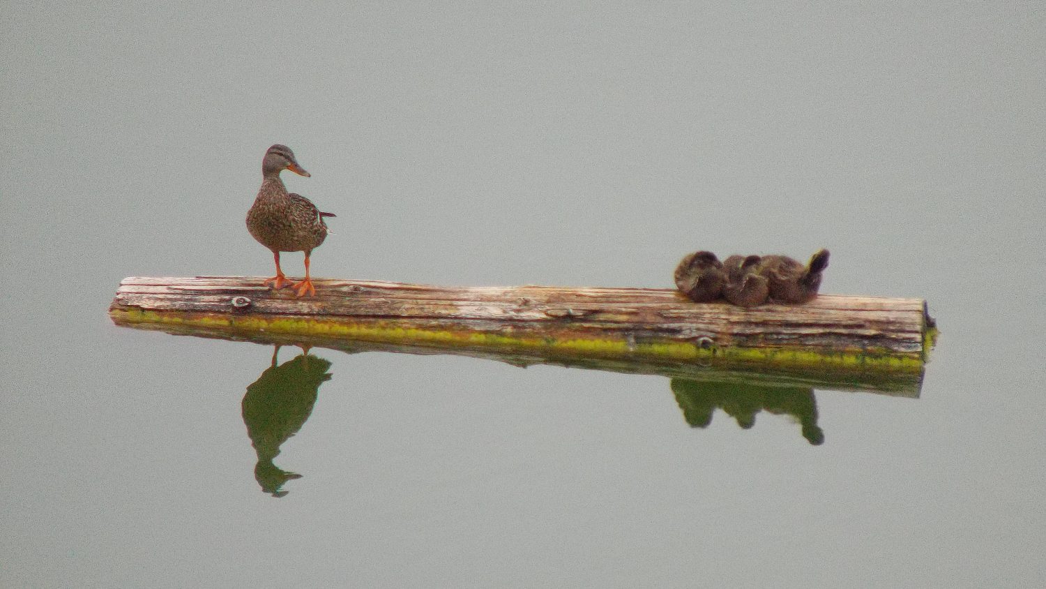 doris ducks
