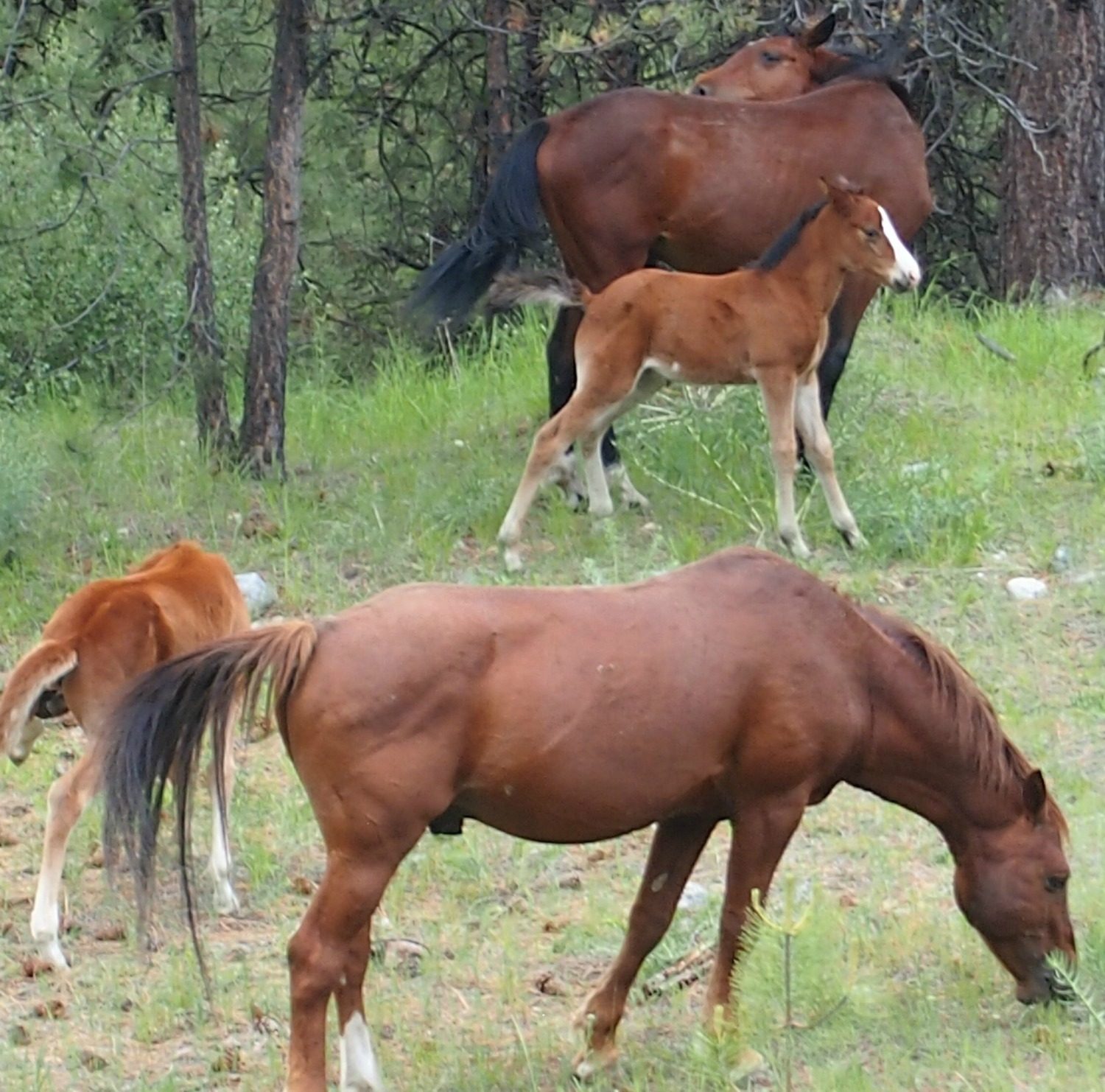 ernie horses22