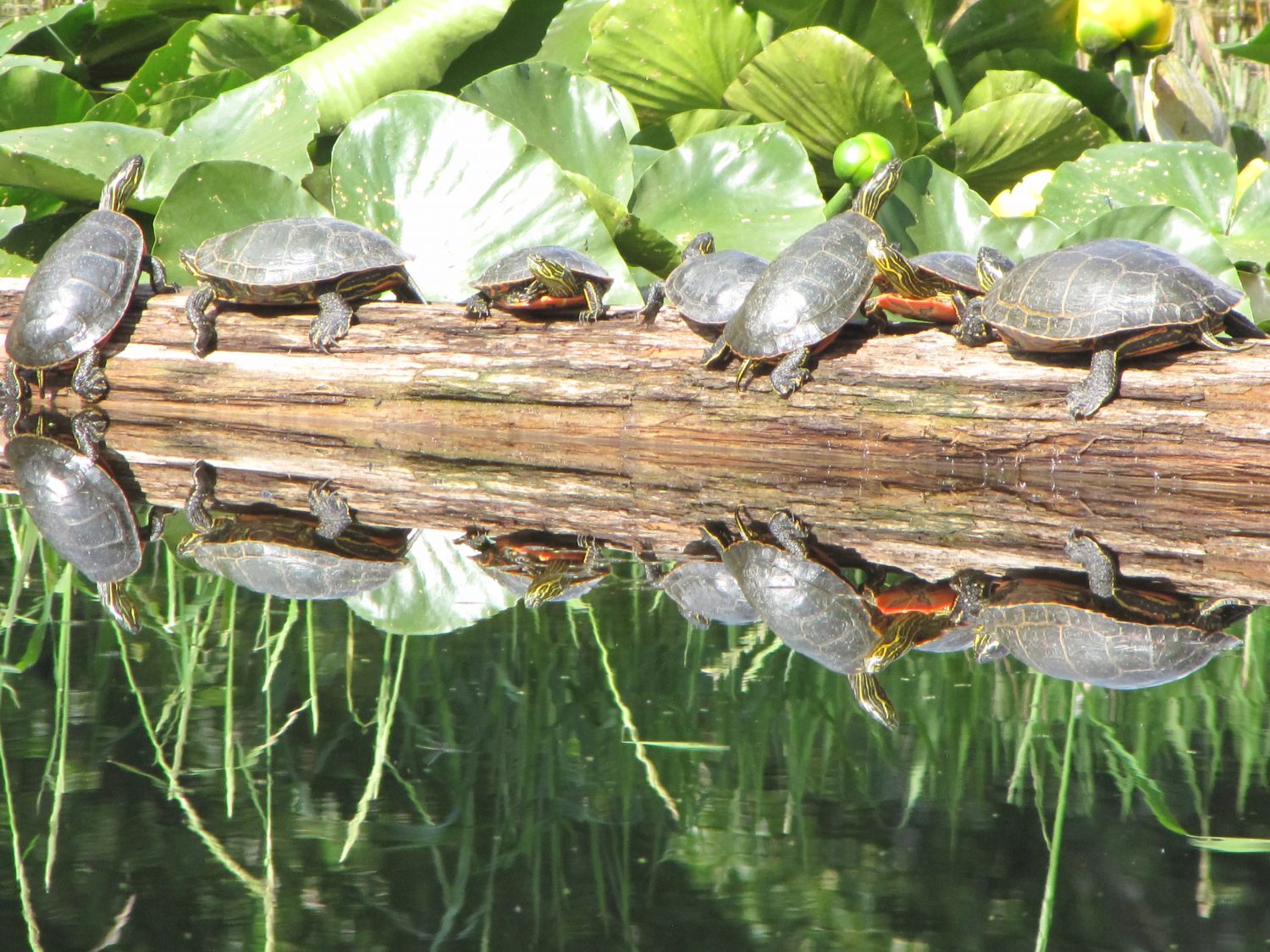 turtle race linton