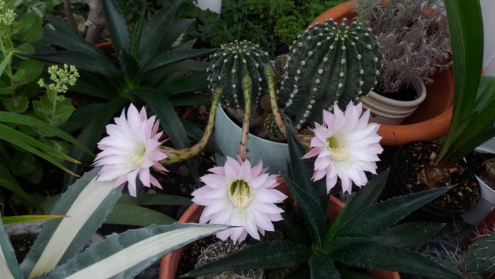doris three22