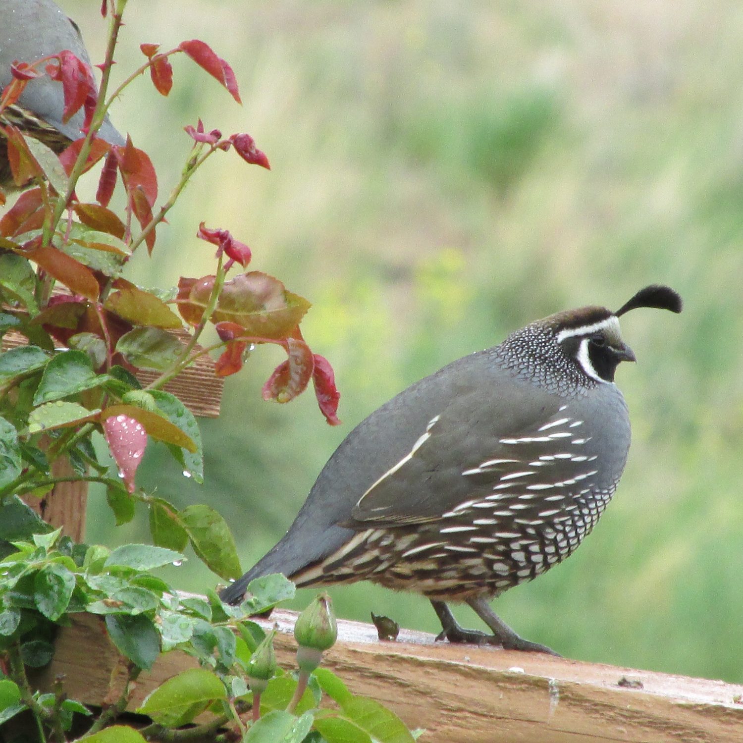 fat-quail-faye