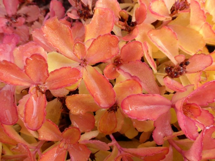 succulent22