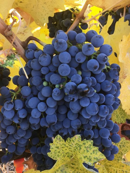 larose-wine